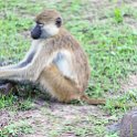 ZMB NOR SouthLuangwa 2016DEC10 NP 005 : 2016, 2016 - African Adventures, Africa, Date, December, Eastern, Month, National Park, Northern, Places, South Luangwa, Trips, Year, Zambia